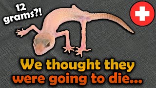 Rescuing SEVEN Starving Geckos [upl. by Asoral]