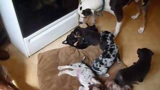 Catahoula Puppies Looking for Homes Puppy Fever Warning [upl. by Fachan]