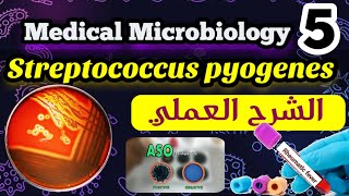 Streptococcus pyogenes identification شرح العملي [upl. by Eiromem590]