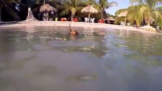 Perro Salchicha Dachshund  Teckel Nadando en el Mar  Winnie Dog Swimming in the Sea [upl. by Arelc]