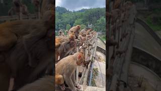 monkey mom Valla family members shorts youtube trding viralshorts [upl. by Iccir]