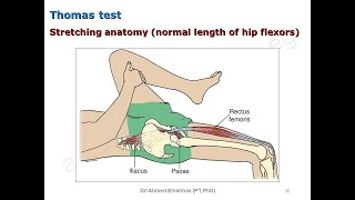 Muscle Length Testing of Common TwoJoint Muscles [upl. by Lovmilla]