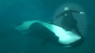 Caught on Tape Whale Almost Kills Sea World Trainer Holds Him Under Water [upl. by Atinor]