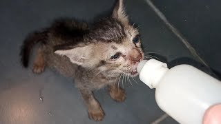 Rescuing Orphan Kitten Cant Walk After Overfeeding During Bottle Feeding [upl. by Ynetsed288]