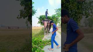 Jay Ganesh ji 🥰🐘trending viralvideo elephant love [upl. by Hunter]