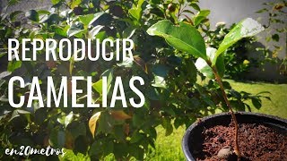 Cómo REPRODUCIR CAMELIAS fácil y rápido crecen solas por decenas  en20metros [upl. by Ainsley]