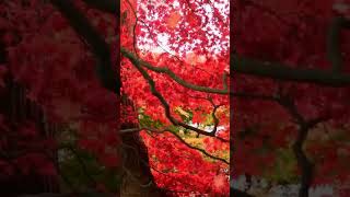 Sound of leaf Curling 🎶🎧beautiful noise sound relaxing nature summer leaf curling [upl. by Ahscrop]