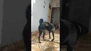 Disobedient saeto🤭 shortvideo saetodogloverforlife doglovers animalhumanbonding [upl. by Immaj749]