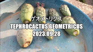 ゲオメトリクス Tephrocactus geometricus 2023 09 28 [upl. by Cullan]