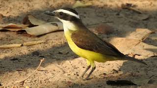 Great kiskadee at Pouso Alegre Lodge in northern Pantanal [upl. by Rajiv295]