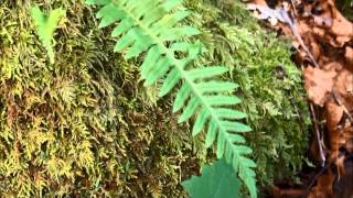 Polypodium glycyrrhiza [upl. by Airdnat930]