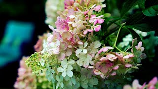 🌼Planting More Hydrangea Trees  Gardening With Clay amp Waterlogged Soils VLOG Hydrangea Paniculata [upl. by Amisoc93]