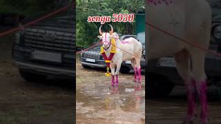 Sonya 5050 sonya5050 sonyabail viralvideo cow bull trending नाद नादएकचबैलगाडाशर्यत [upl. by Mahseh]