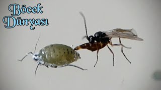 Yaprak biti parazitoidi  Aphid parasitoid wasp Subfamily Aphidiinae [upl. by Neeka]