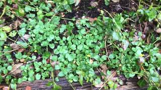 Should I worry about lesser celandine all over my garden￼ [upl. by Takken]