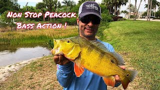 Awesome Springtime Peacock Bass Fishing [upl. by Cid]