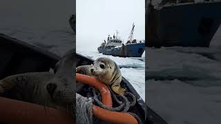 Adorable Baby Seal Plays with Fishermen BabySeal CuteSeal WildlifeMoments SealAndFishermen [upl. by Leyes]