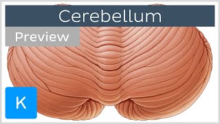 Overview of the cerebellum preview  Human Anatomy  Kenhub [upl. by Gaw]