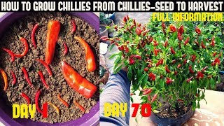 How To Grow Chillies At Home100 chillies per plantSeed To Harvest [upl. by Jemina660]