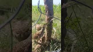 birds  termites eating videos short [upl. by Anabella756]