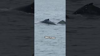 Heaviest🐋 Animal In History 🤯marinespecies facts [upl. by Dremann687]