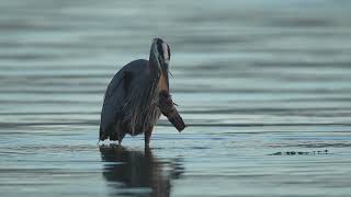 Presunrise Heron eating Fish [upl. by Meer]