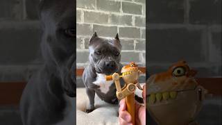 Toy that drives dogs crazy 😆 american bully vs bulldog [upl. by Gaspard]