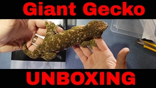 3000 Giant Gecko Unboxing Leachianus and Chahoua [upl. by Asseniv952]