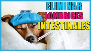 Cómo eliminar lombrices intestinales en perros [upl. by Ayrad]