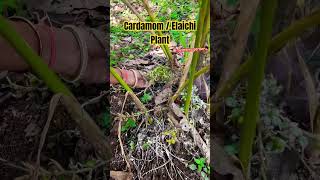 Cardamom  Elaichi Plant and seeds How elaichi grow cardamom elaichi farming plant garden [upl. by Mabel]