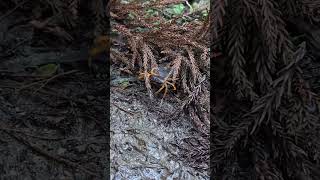 正在爬熊野古道的螃蟹 Crab on Kumano kodo [upl. by Eilrebma233]