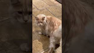 Maine Coon cat talking to his owner the language of trills [upl. by Airalav]