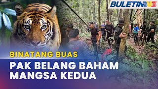 BINATANG BUAS  Harimau Belang Kampung Meranto Baham Mangsa Kedua [upl. by Iggie489]