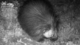 Porcupines Prickly prehistoric wanderers in our backyard  Texas Backyard Wildlife [upl. by Grannia]