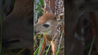 Newborn Fawn Calling For Mom [upl. by Nalyak25]