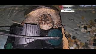 Giant Snapping Turtle Chases Live Mouse  Warning Live Feeding Enrichment Video [upl. by Sall38]