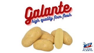 GALANTE  POTATO VARIETY ELORN PLANTS [upl. by Dorahs]