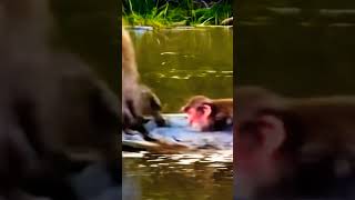 Poor monkey go through the lake premate cuteanimal poormonkey [upl. by Huang]