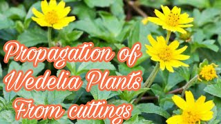 How to grow wedelia plants from cuttings [upl. by Penrose]