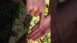 How to harvest Northern Willowherb Epilobium ciliatum seeds [upl. by Kaycee]