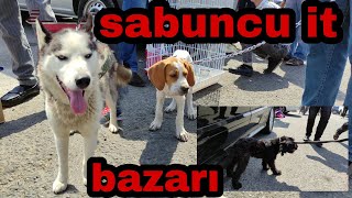 Sabuncu İt bazarı 22082021 [upl. by Nylsor745]