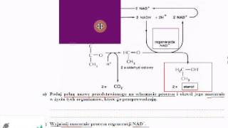Lekcja biologii oddychanie bakterii  zadania maturalne [upl. by Alieka]