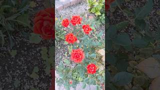 Beautiful roses Another kind of Roses shortsvideo natureplants flowers roses beautifulroses [upl. by Lledniuq]