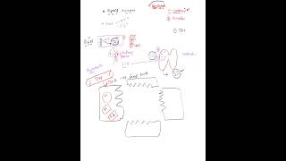 Thyroid Hormone Regulation and synthesis [upl. by Ambrosius]