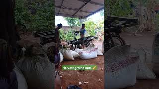 Groundnut harvest season 🥜 [upl. by Iams]