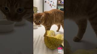 Tingkah lucu kucing part25 fypシ゚viral funny viralshort kucinglucu [upl. by Anidam]