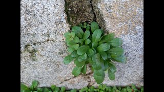 La valerianella selvatica o valeriana del supermercato Come riconoscerlaTutorial [upl. by Zel768]