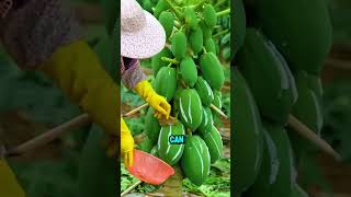 Why Farmers Harvest Papaya Latex shorts [upl. by Squires]