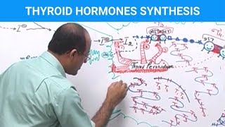 Thyroid Hormones Synthesis  Thyroid Gland 👨‍⚕️ [upl. by Euqinad526]