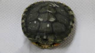 A redeared slider stopped eating for one month Why [upl. by Ruthie]